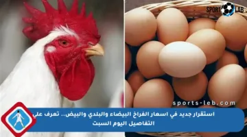 استقرار جديد في أسعار الفراخ البيضاء والبلدي والبيض.. تعرف على التفاصيل اليوم السبت